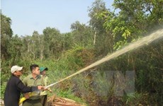 Ca Mau: over 11,000 hectares of forest on red fire alert 