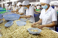Int’l client conference to promote Binh Phuoc’s cashew