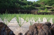 Ly Son to develop organic garlic farm