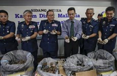 Malaysia seizes largest-ever amount of pangolin scales