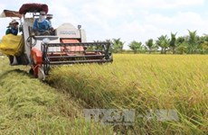 Mekong Delta rice productivity falls slightly