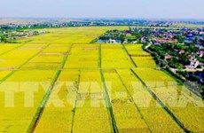 Thai Nguyen spends 840 billion VND on agricultural restructuring 
