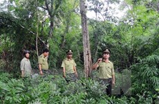 Forest coverage reaches over 40 percent: ministry