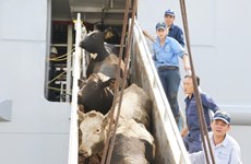 Vinamilk imports over 2,000 cows from US