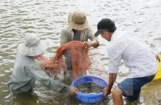 Vietnam eyes 7,000 ha of shrimp farming on sandy land by 2025