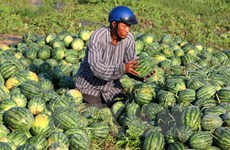 Opportunities for Vietnam’s fruits, vegetables export 