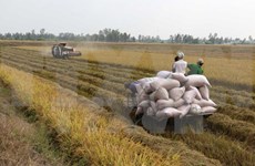 Northern provinces enjoy bumper Winter-Spring rice harvest