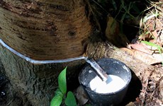 Cambodia optimistic about recovery prospect of rubber price