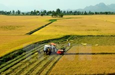 Tra Vinh restructures food crops to adapt to climate change
