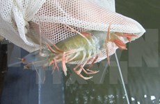 Ca Mau looks to develop shrimp sector 
