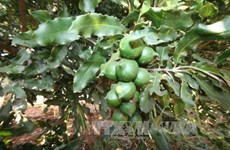 Quang Tri seeks to develop macadamia farming 