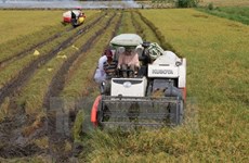 Thua Thien-Hue focuses on agricultural restructuring  