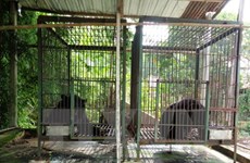 Three captive Tibetan bears transferred to care unit