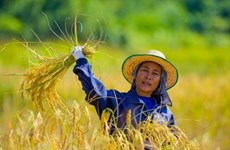 Thailand sells additional 1.66 million tonnes of rice 