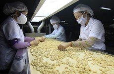 Vietnam expects to earn 3.3 billion USD from cashew exports