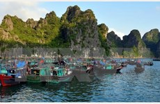 Eco-friendly aquaculture model on Ha Long Bay proves fruitful