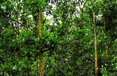 Forest funds boost northern livelihoods