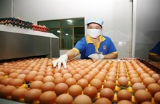  HCM City plans to trace poultry origins