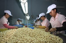 Material supply matters to cashew industry of Vietnam