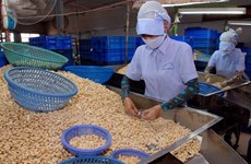Cashew firms asked to make up output fall with product quality 