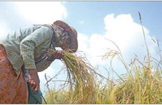Myanmar exports 700,000 tonnes of rice in April-June