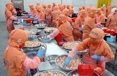 Work starts on high-quality breeding shrimp farm in Soc Trang 