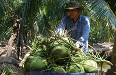  Vietnam pushes up fruit exports