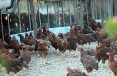 Philippines reports first avian flu outbreak