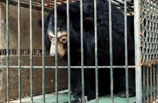 Microchips re-implanted in 200 captive bears in Hanoi