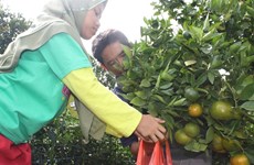 Indonesian gov’t provides 5.5 trillion Rp for local fruit development
