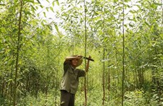 Land, forest allocation policy proves effective 