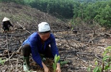 Workshop discusses improving Mekong forest management