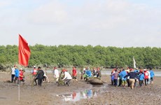 Japanese, Quang Ninh Red Cross volunteers plant mangrove forest