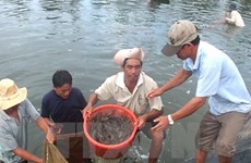 Bac Lieu strives to become centre of shrimp industry