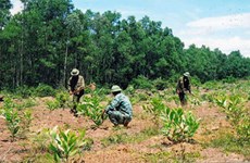 Localities step up forest planting