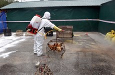  Vietnam takes preventive measures against bird flu