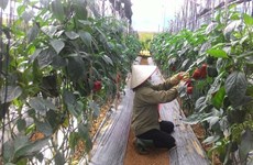 Lam Dong farmers go high tech