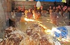 Vietnam to produce own avian influenza vaccine from 2018