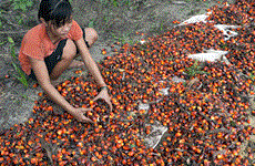 Indonesia able to supply 8 tonnes of palm oil to Europe