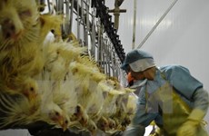 EU, promising market of Vietnamese chicken meat