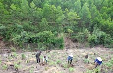 Tuyen Quang fulfills afforestation plan for whole year