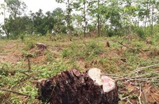 Pine forest cut down, local administration doesn’t notice