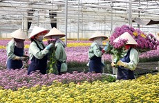Lam Dong has more high-tech flower, vegetable growing project