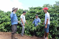 Lam Dong to host first Vietnam Coffee Day