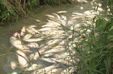 Quang Ngai investigates massive fish deaths