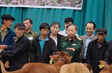 Free breeding cattle given to victims of mines in Ha Giang