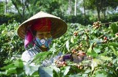 Son La coffee geographical indication announced