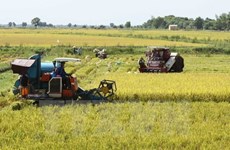 Summer-autumn crop yields 11.5 million tonnes of rice