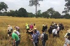 Thailand works to develop organic rice market