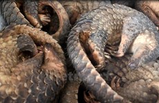 Malaysia rescues 140 pangolins in border area with Thailand
